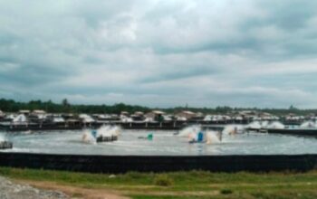 Diduga Pengusaha Tambak Udang Di Wilayah Desa Genting Juar Kangkangi Aturan, Membuat Hasil Kebun Sawit Dan Sawah Warga Rusak Para.