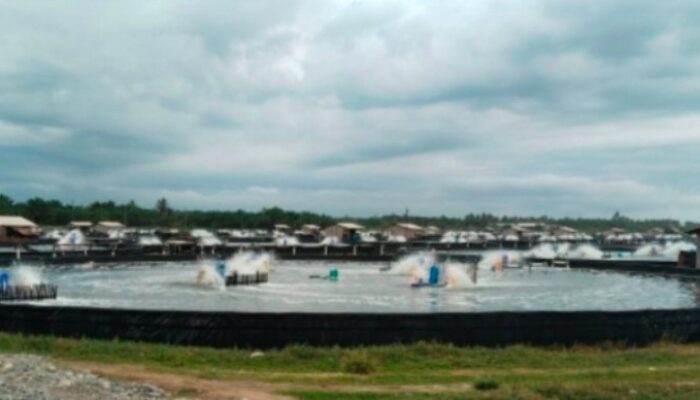 Diduga Pengusaha Tambak Udang Di Wilayah Desa Genting Juar Kangkangi Aturan, Membuat Hasil Kebun Sawit Dan Sawah Warga Rusak Para.